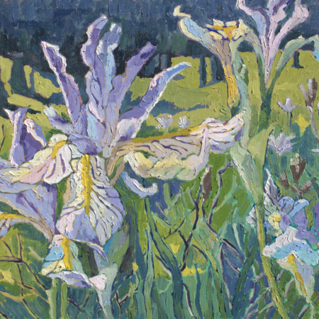 Rocky Mountain Irises Colorado.