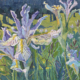 Rocky Mountain Irises Colorado.