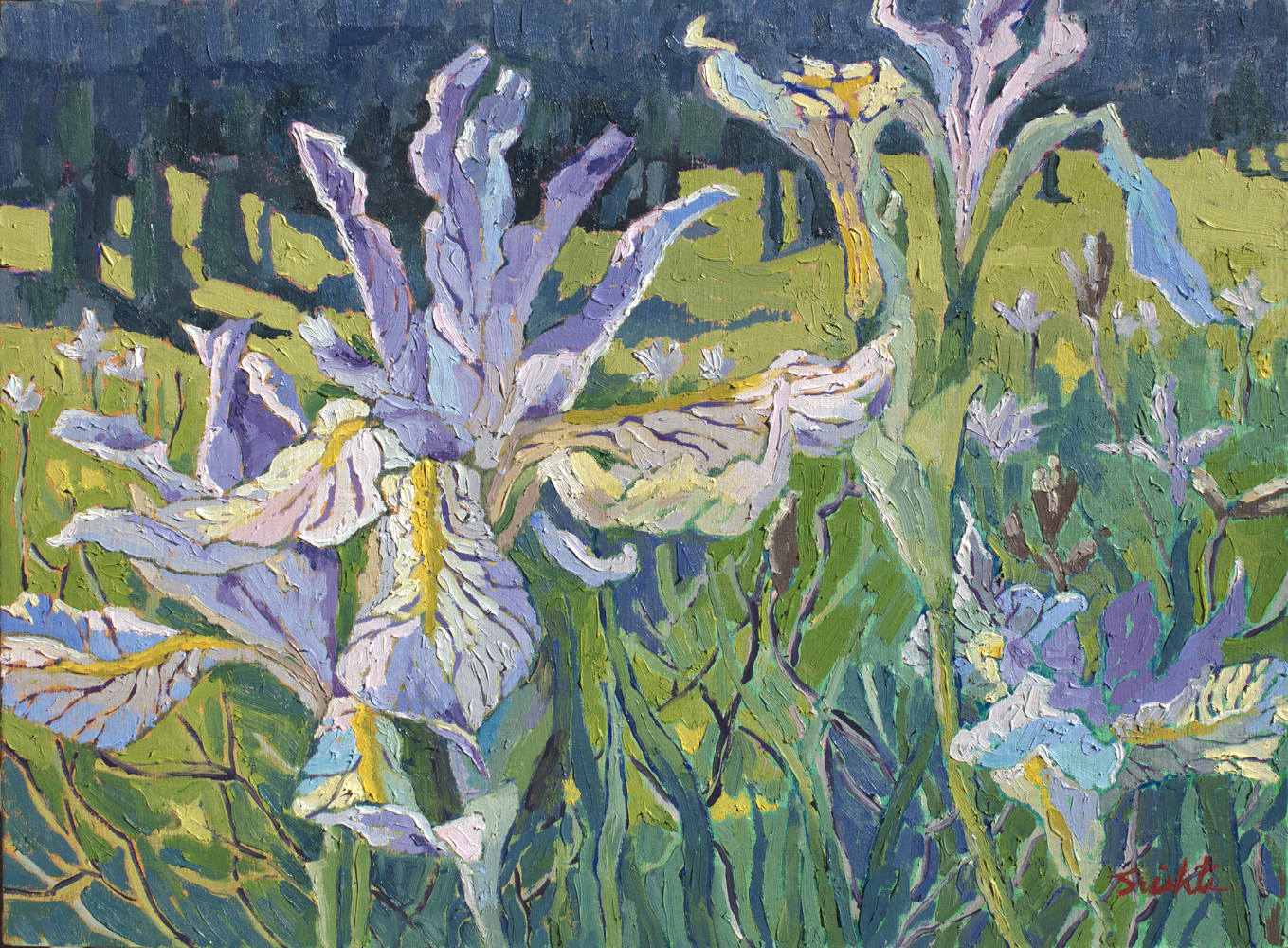 Rocky Mountain Irises Colorado.